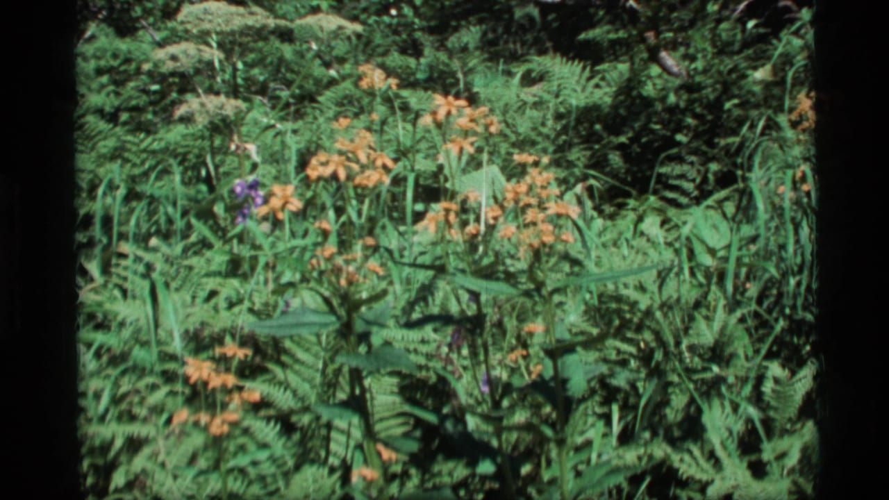 1977 Alaska 8mm frame showing orange wildflowers rising from dense green ferns in a shaded forest clearing.