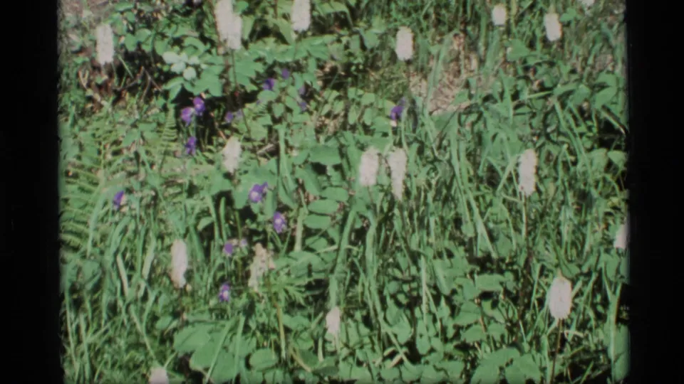 1977 Alaska 8mm frame of a meadow floor with white spiky flower heads, purple blooms, grasses, and broad green leaves.