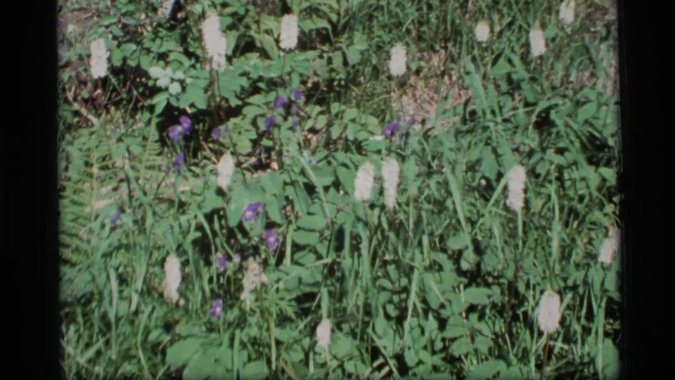 1977 Alaska 8mm frame showing dense meadow vegetation with white flower spikes, purple blossoms, leaves, and grasses.