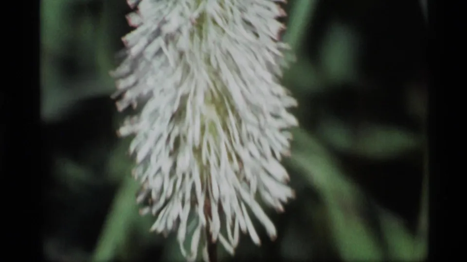 1977 Alaska 8mm close-up of a white spiky blossom, softly focused against dark green leaves and meadow shadows.