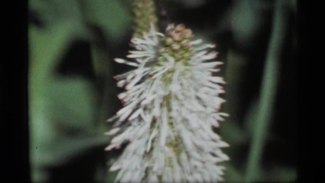 1977 Alaska 8mm frame showing a soft-focus white spiky wildflower in a green meadow setting.