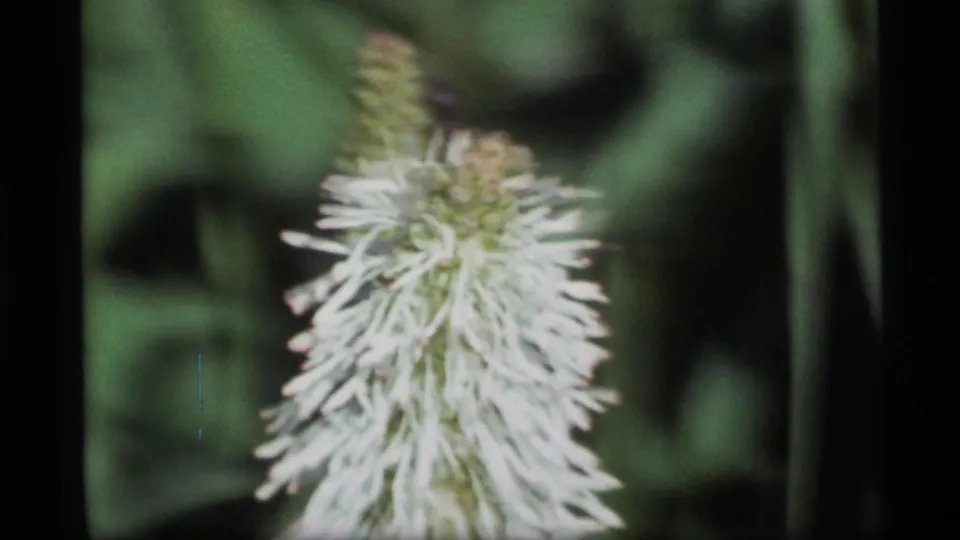 Soft 8mm close-up of a white wildflower in an Alaskan meadow, with foliage blurred behind it.
