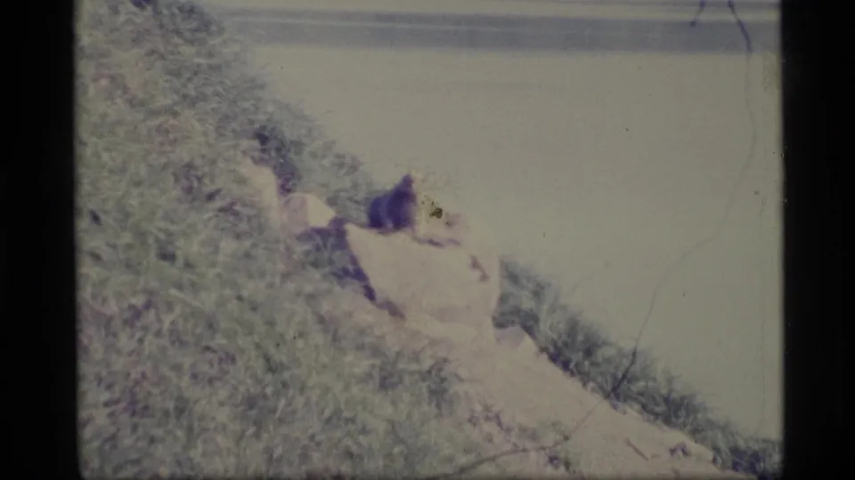 1977 Alaska 8mm frame showing a small furry animal resting on a rocky grassy shoreline above calm water.