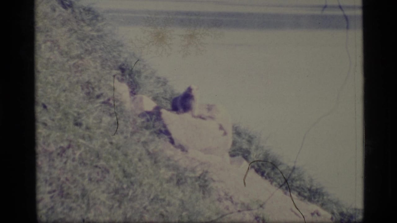 Small animal remains on a grassy rocky slope with calm water behind it.