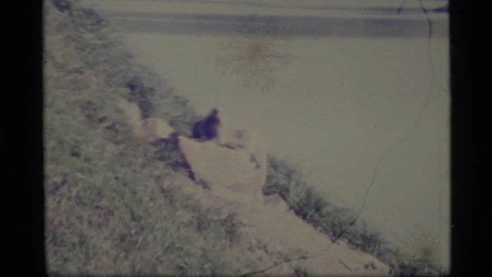 Soft 8mm frame from Alaska in 1977 showing a furry animal on a steep shoreline bank beside calm water.