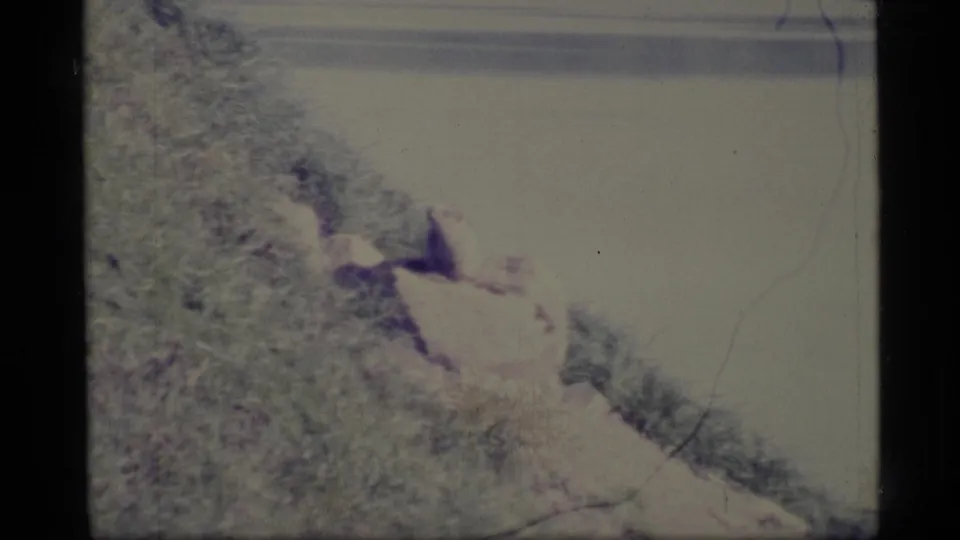 Final 1977 Alaska 8mm frame with the small animal mostly still on a steep grassy bank above calm water.