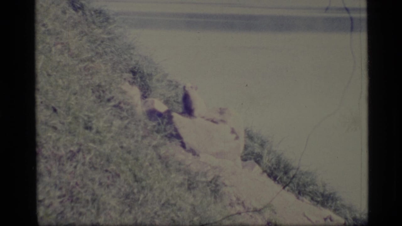 Small animal sitting on pale rocks beside grass with water behind it.