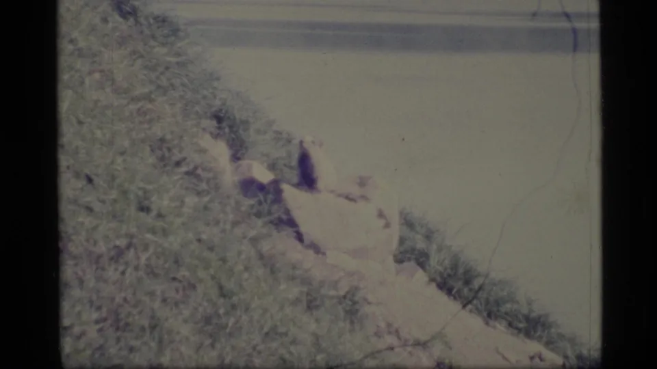 1977 Alaska 8mm frame showing a small animal, possibly a gopher, still on a rocky grassy slope near calm water.