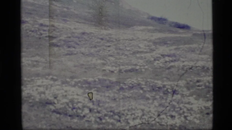 1977 Alaska 8mm home-movie frame showing a rocky grassy plain under muted light, with scratched film surface.