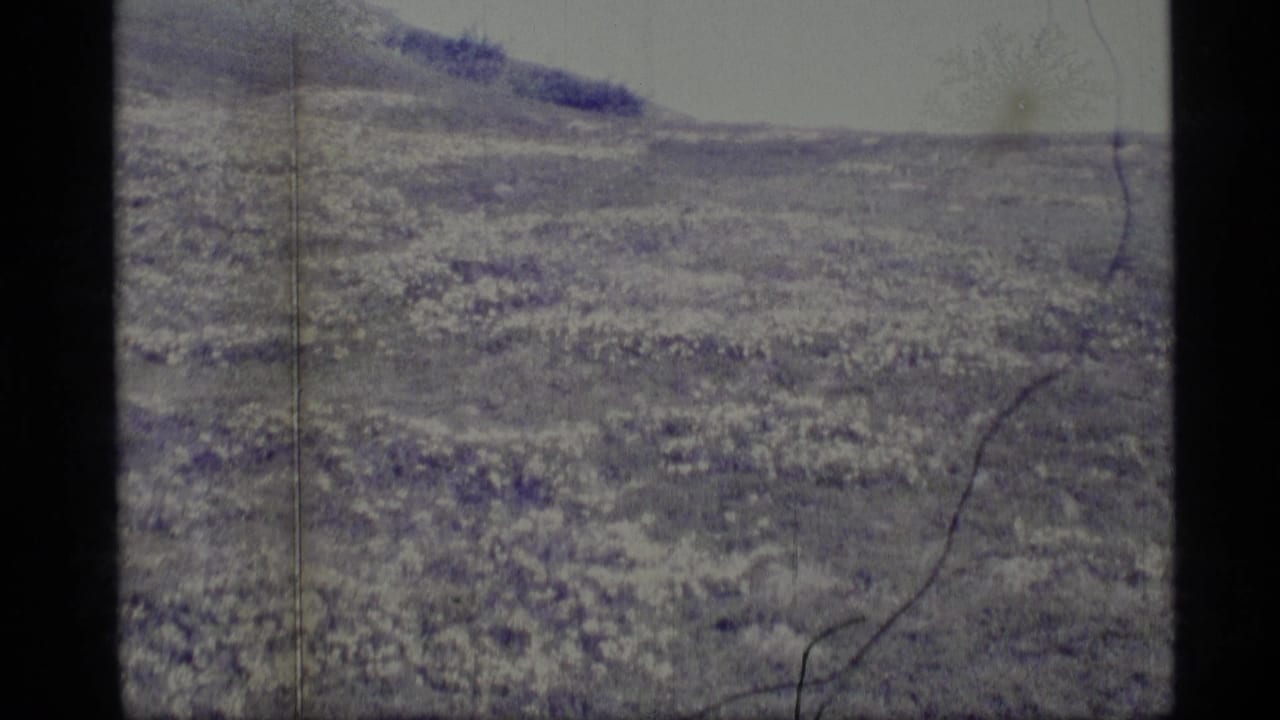 Faded 1977 Alaska 8mm frame showing low natural ground cover and a distant slope before the mushroom close-up.