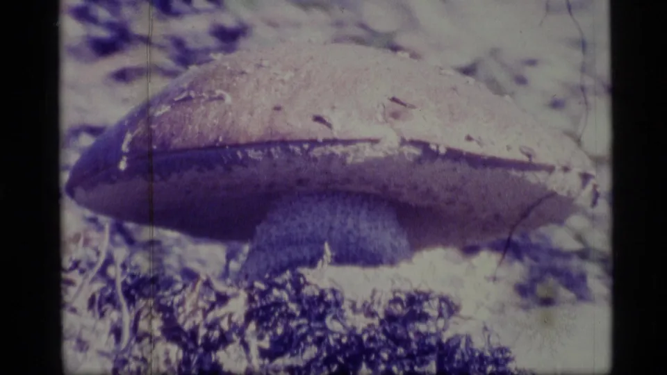 1977 Alaska Super 8 close-up of a large mushroom on the forest floor, with a broad cap, pale stem, moss, and purple color cast.