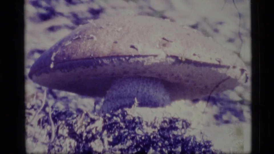 Close 1977 Alaska 8mm view of a mushroom cap and stem, softened by age-related color shift and visible film wear.