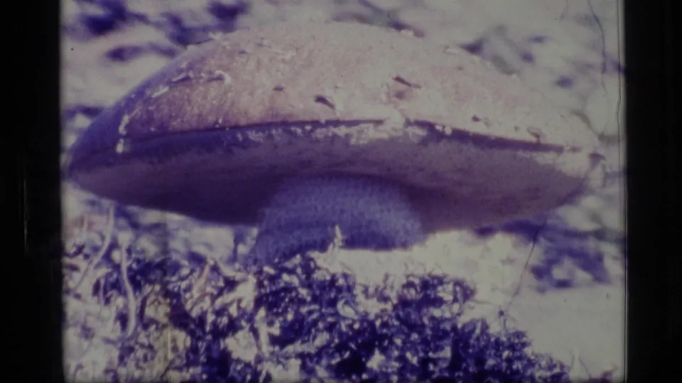Final 1977 Alaska home-movie frame holds on the mushroom, showing cap texture, stem, moss, scratches, and faded Super 8 color.