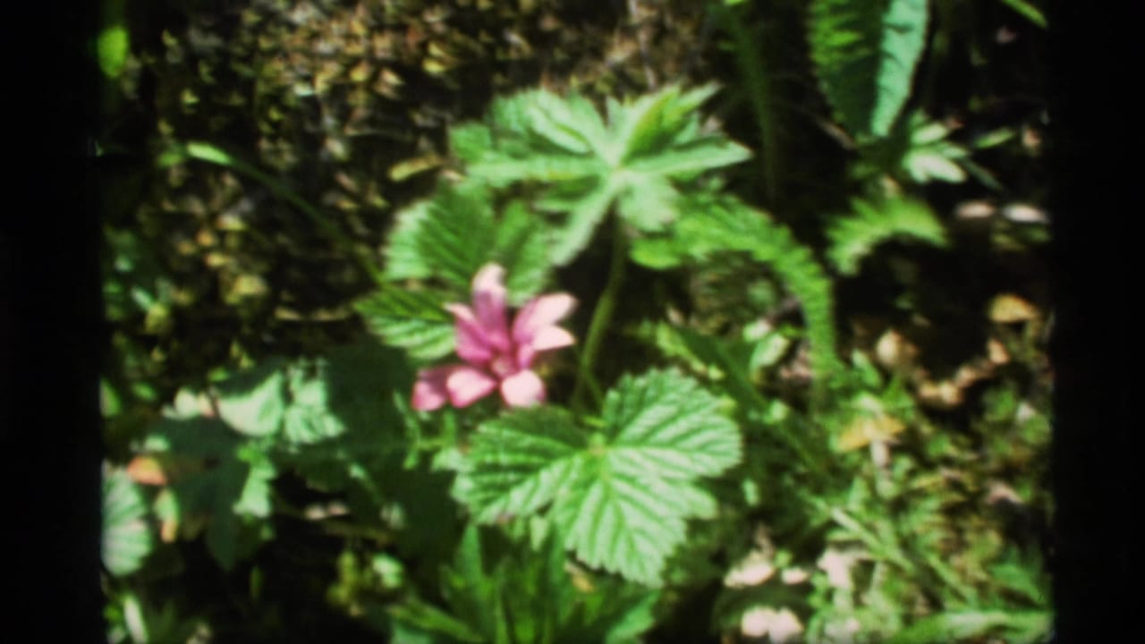 Pink flowers and green leaves in dappled forest light.