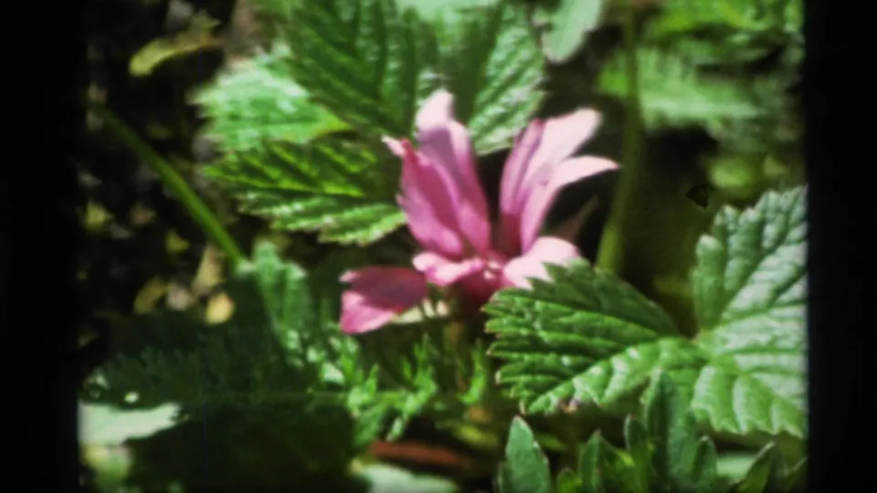 Close 8mm view of a pink flower and broad leaves, supported by metadata as 1977 Alaska footage.