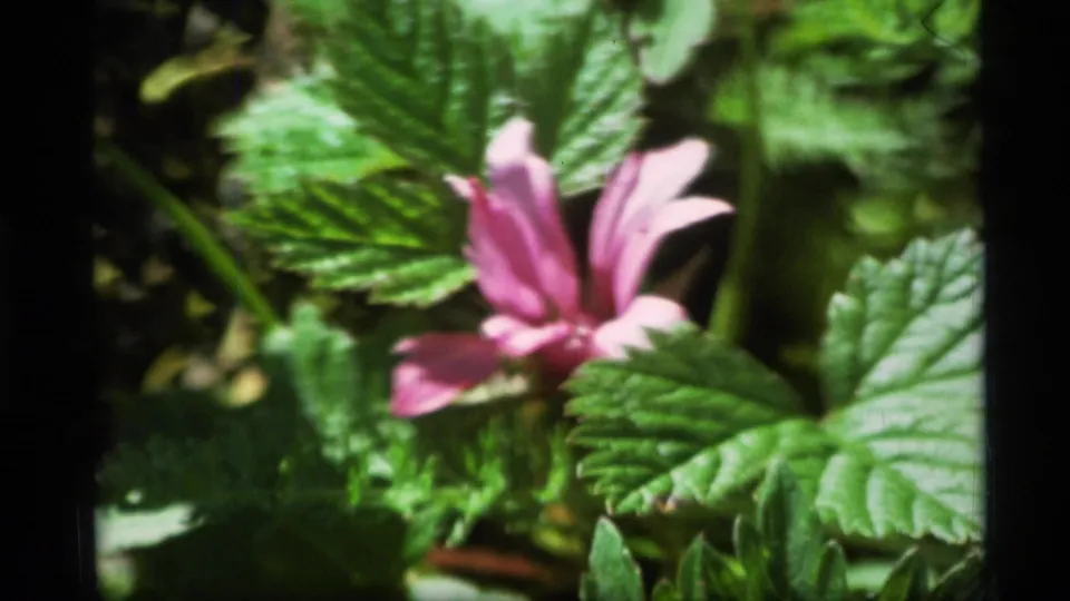 Soft-focus 1977 Alaska home-movie frame of pink petals surrounded by green leaves and shadow.