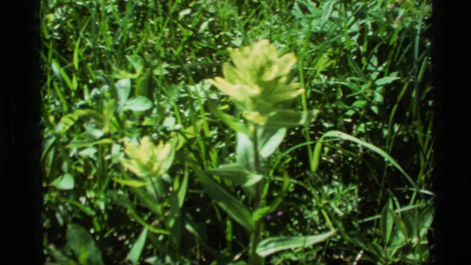 1977 Alaska 8mm frame showing yellow-green flower heads in tall grass and low vegetation.