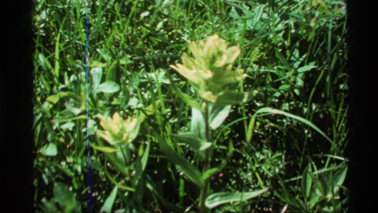 1977 Alaska 8mm frame showing two pale green wildflowers among dense grass and leaves, seen through a home-movie contact frame.