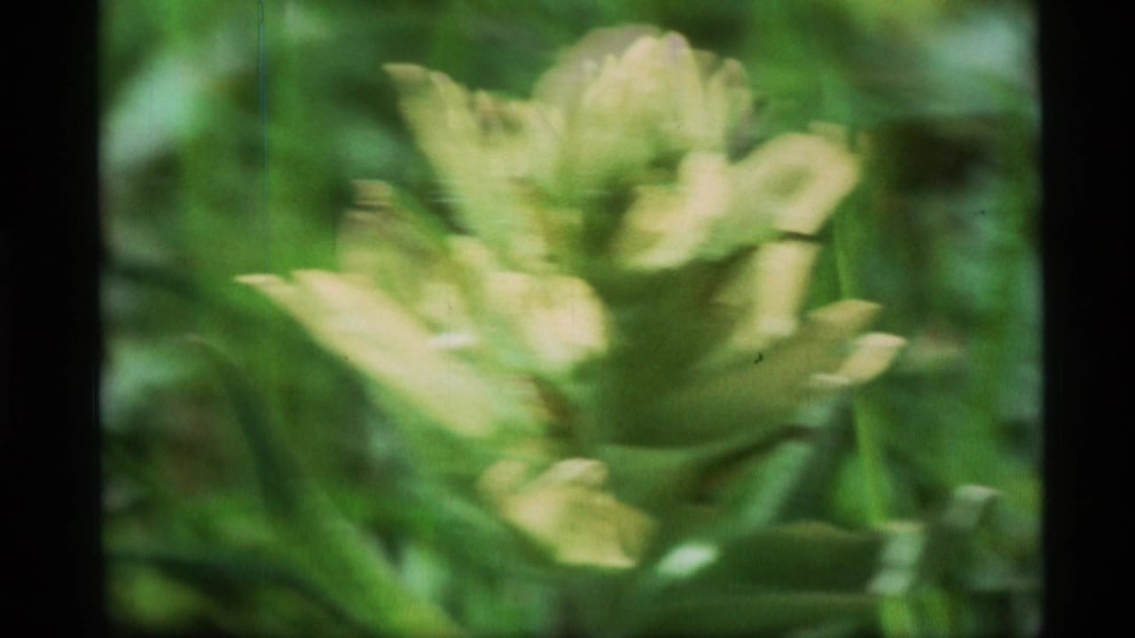 Soft close view of a pale green flower against blurred grass.