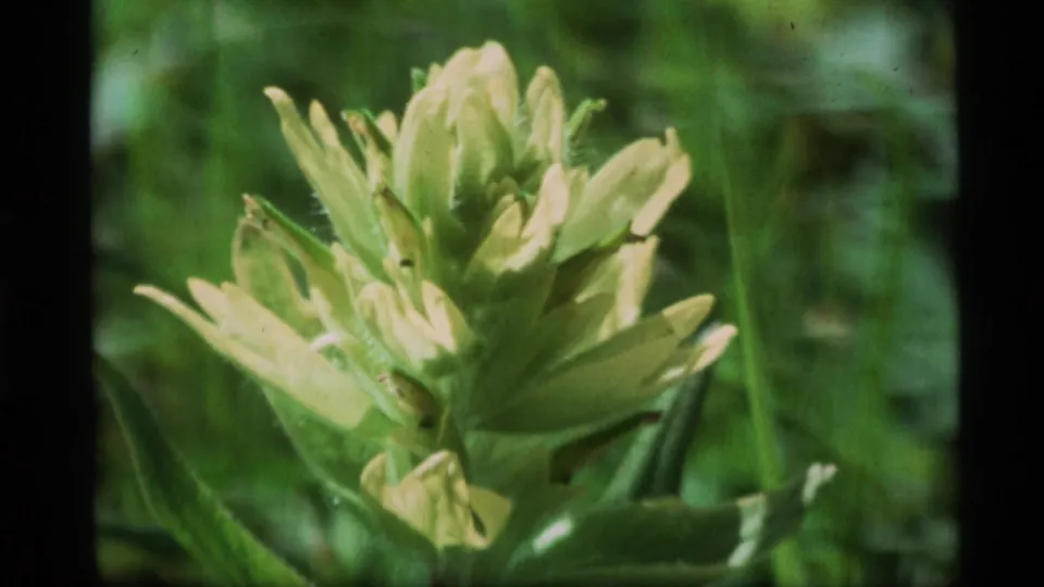1977 Alaska 8mm close frame of a pale green wildflower with layered petals or bracts, surrounded by grass and leaves.