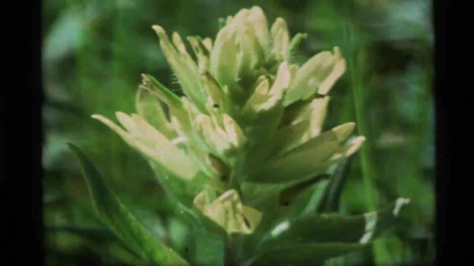 Final 1977 Alaska 8mm frame showing a pale green wildflower close to the lens, with leafy stems and grass in soft focus behind it.