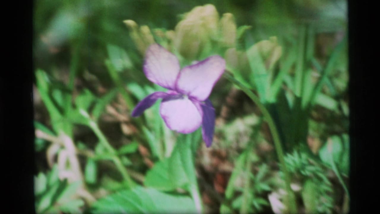 1977 Alaska 8mm frame showing a purple wildflower in soft focus among green spring foliage.