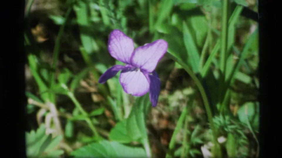 Close 8mm view of a purple wildflower surrounded by dense green plants in Alaska footage from 1977.