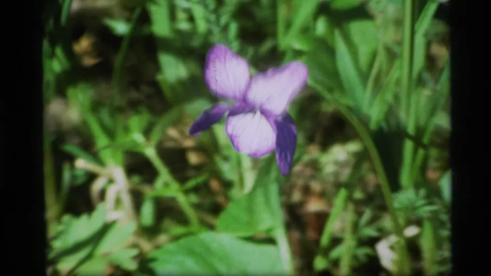 Soft-focus 1977 Alaska home-movie frame of a purple flower with broad green leaves and surrounding plants.