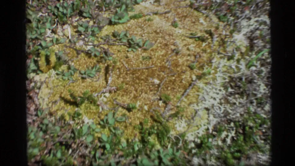 1977 Alaska 8mm frame showing textured moss and pale lichen on a forest-floor patch with small plants.