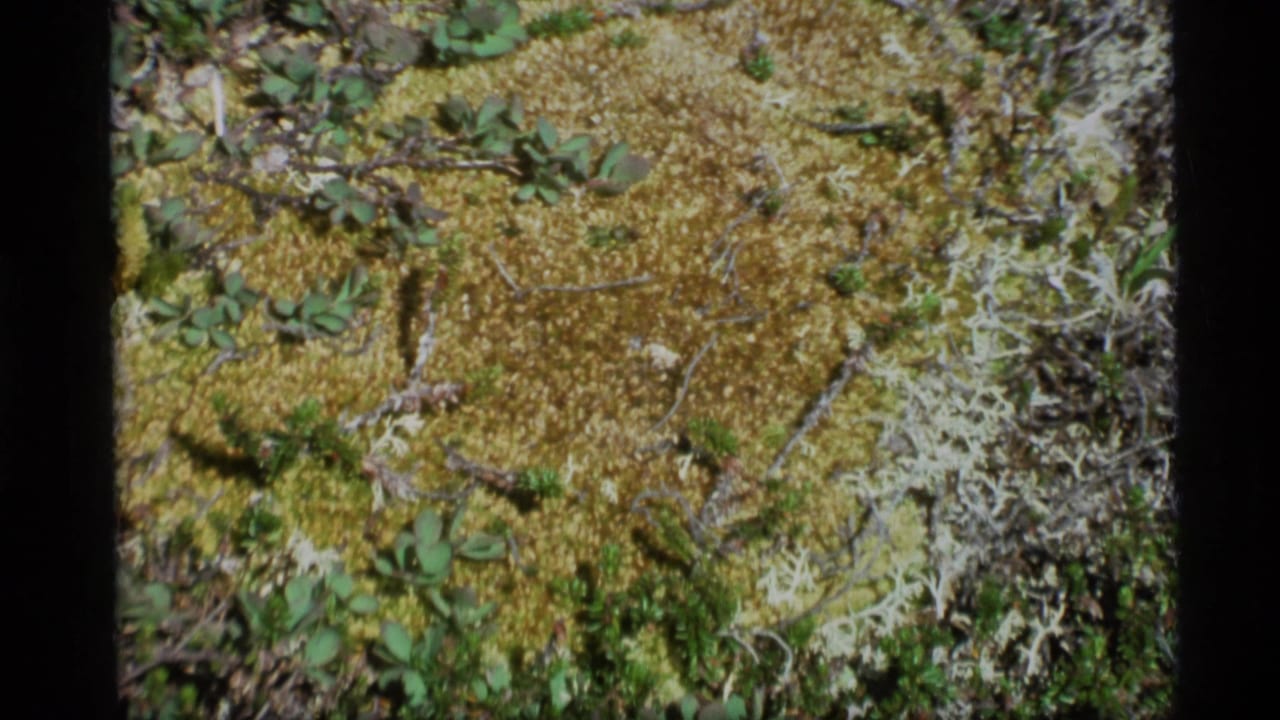 1977 Alaska 8mm frame showing mossy ground, pale lichen, and small green plants in close-up.