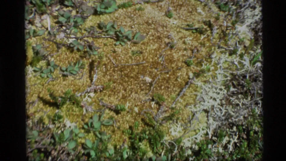 1977 Alaska 8mm frame showing mossy ground, pale lichen, and small green plants in close-up.