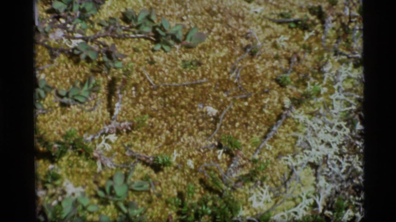 Close-up of mossy ground with lichen and small leaves.