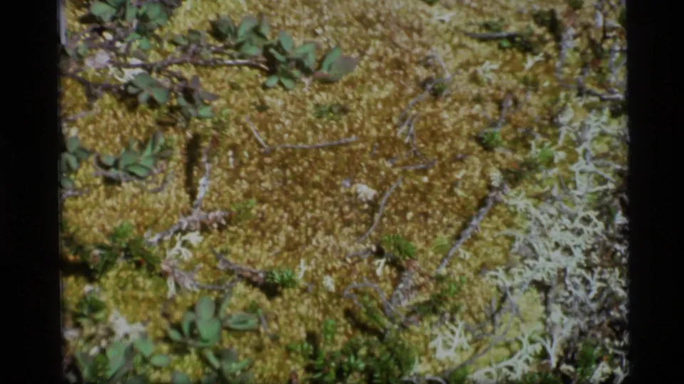 1977 Alaska home-movie frame with moss, lichen, and low vegetation filling the view.