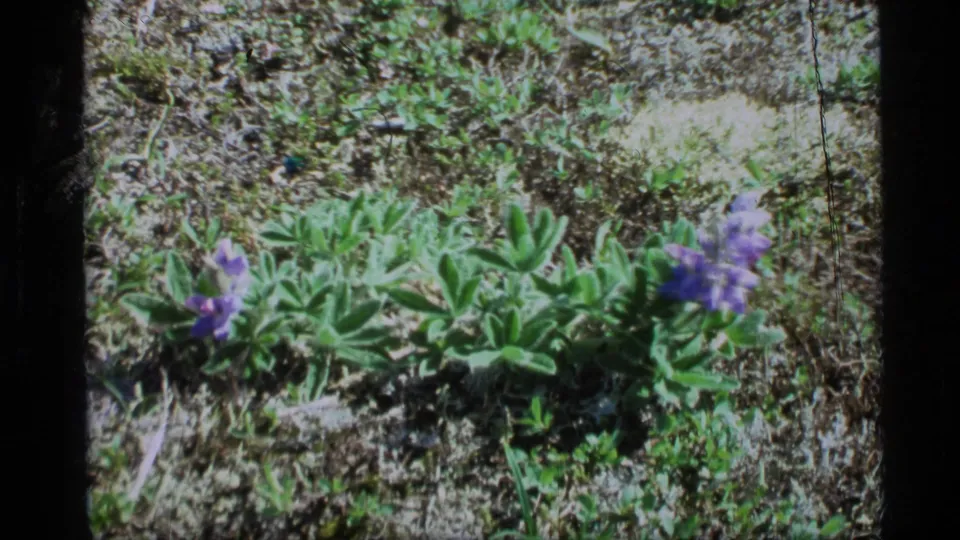 1977 Alaska 8mm frame showing purple wildflowers among green leaves, moss, and rocky ground.