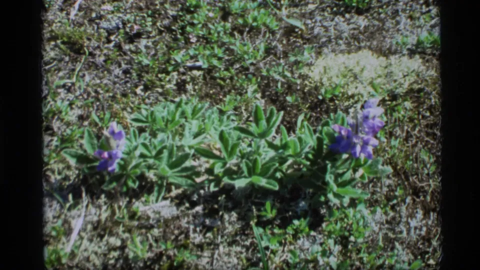 1977 Alaska home-movie frame of purple wildflowers and low vegetation on rocky mountain ground.