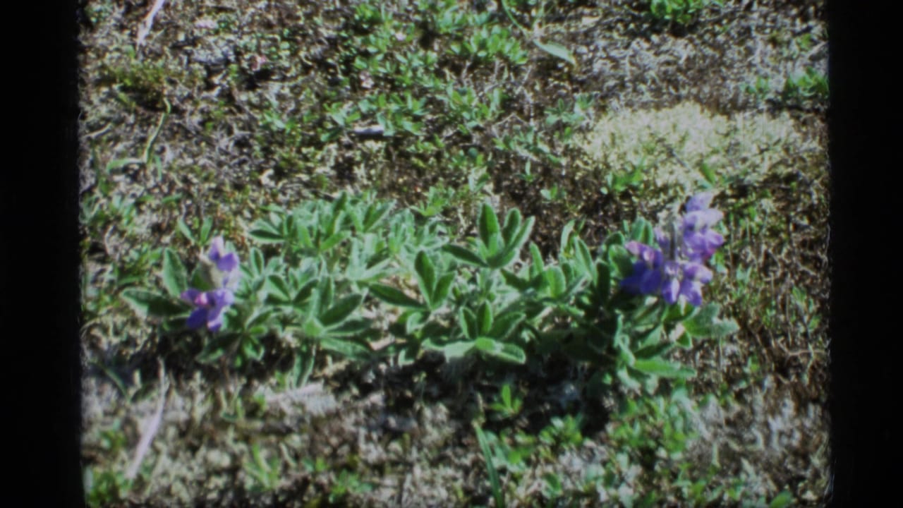 1977 Alaska 8mm frame showing purple wildflowers and leafy ground cover in a natural setting.