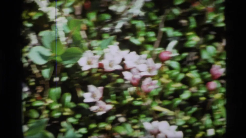 1977 Alaska 8mm frame with pink-white flower clusters among glossy green ground plants.