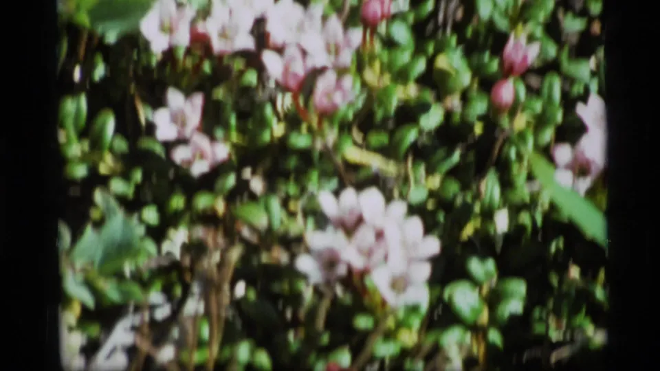 1977 Alaska 8mm frame showing pale flower clusters and reddish buds in low vegetation.