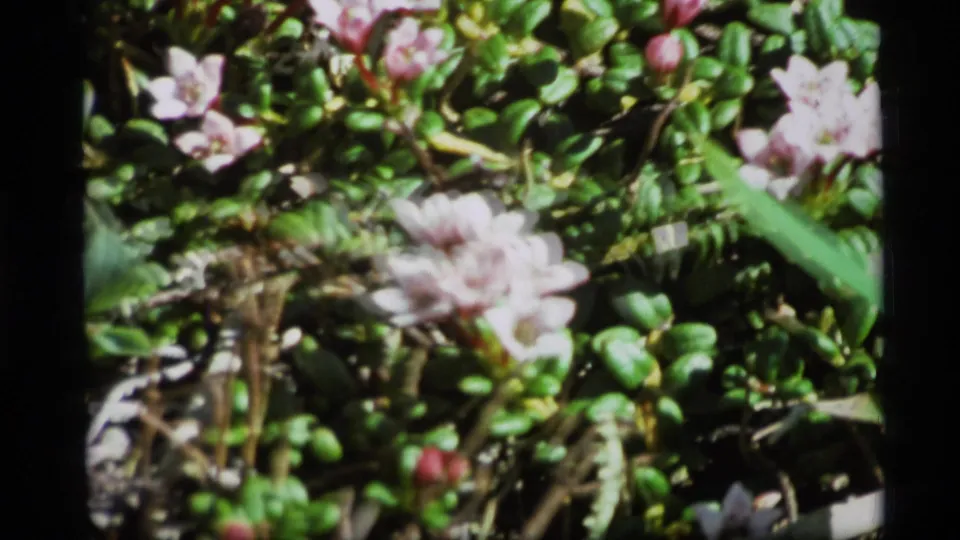 1977 Alaska 8mm frame of low flowering plants with pale blossoms, red buds, and sunlit leaves.