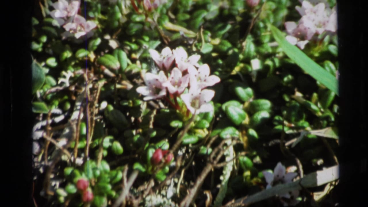 Close view of pale purple flowers and glossy green leaves in bright sunlight.