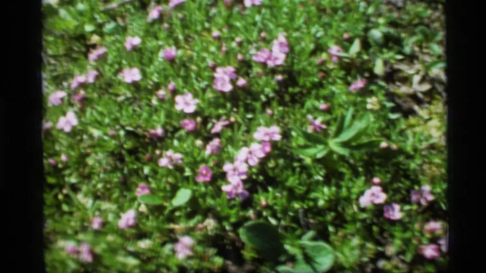 1977 Alaska 8mm frame of small purple flowers spread through green ground cover under bright outdoor light.