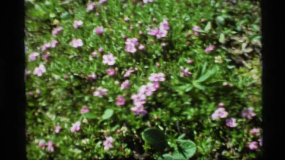 1977 Alaska 8mm frame showing pinkish-purple blossoms across low green vegetation with a slightly soft home-movie look.