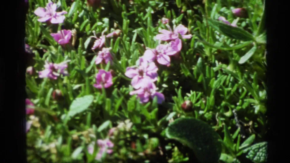 1977 Alaska 8mm frame with purple blossoms clustered among narrow green leaves and sunlit ground cover.