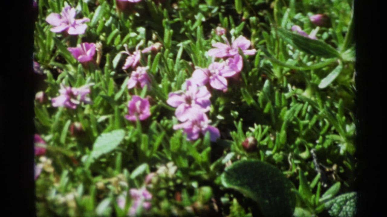Pink wildflowers among dense green foliage with dark film borders.