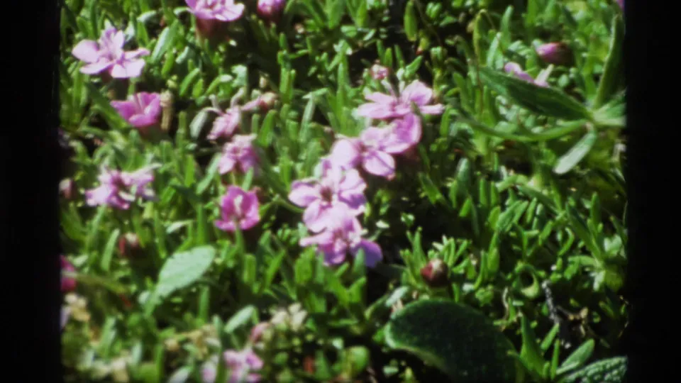1977 Alaska home-movie frame with pink wildflowers and surrounding green foliage in soft focus.