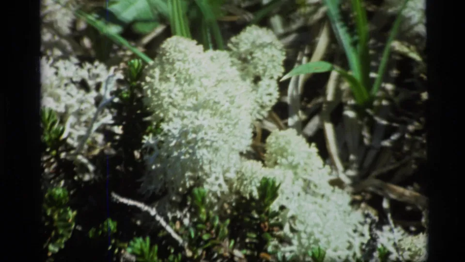 1977 Alaska 8mm frame showing pale lichen on the forest floor beside twigs and low plants.