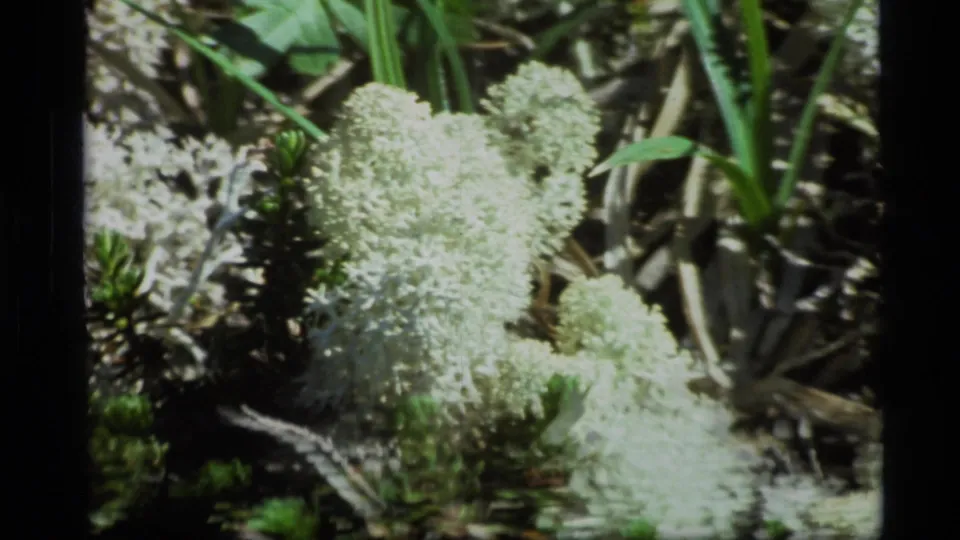 1977 Alaska home-movie frame of white lichen and nearby forest-floor vegetation.