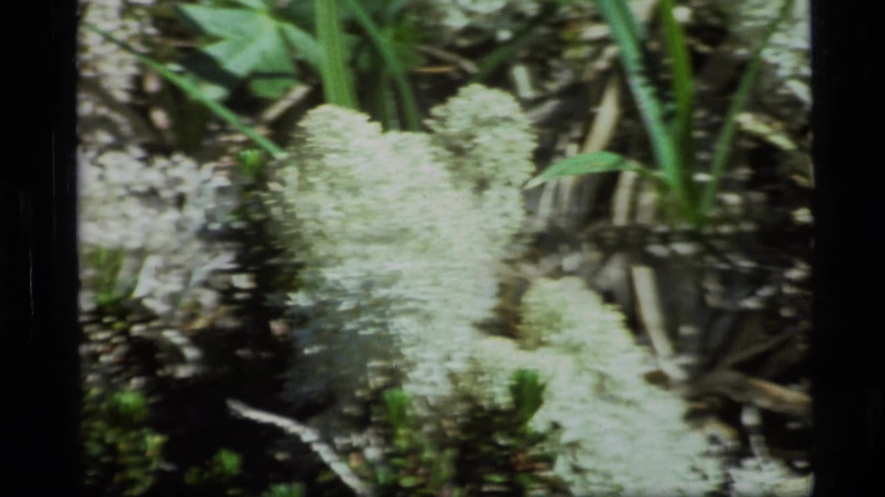 Close 1977 Alaska 8mm view of pale clustered plants or lichen among green foliage and forest-floor debris.