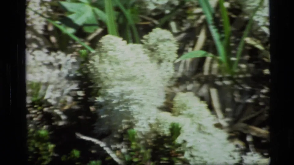 Close 1977 Alaska 8mm view of pale clustered plants or lichen among green foliage and forest-floor debris.