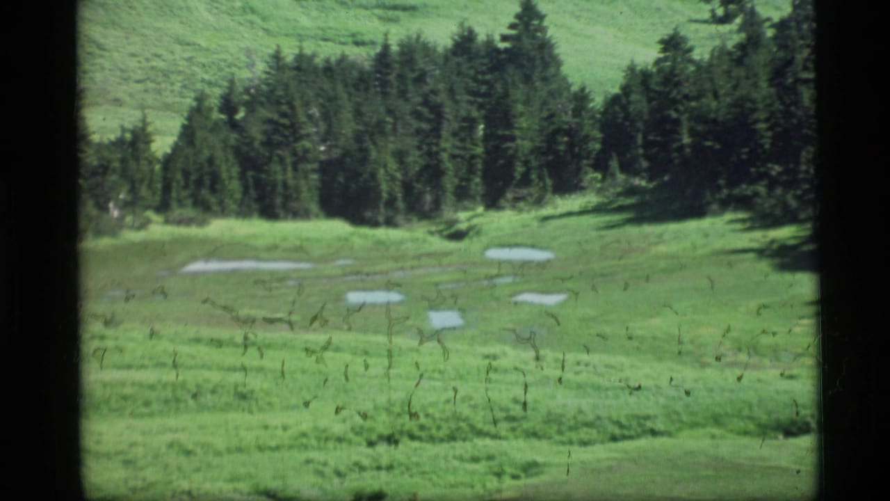 1977 8mm Alaska home-movie frame showing a green meadow with pale water-like patches below a dark conifer forest.